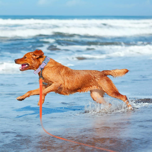 10ft Orange Long Waterproof Training Dog Leash, Easy Care Leash for Recall, Swimming, Camping, Beach, Hunting, Walking