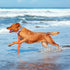 10ft Orange Long Waterproof Training Dog Leash, Easy Care Leash for Recall, Swimming, Camping, Beach, Hunting, Walking