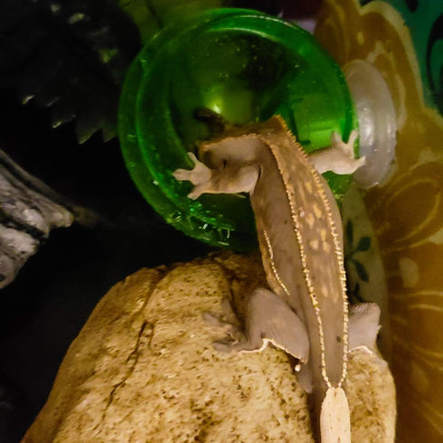Suction Cup Reptile Feeder, Escape Proof Worm Dish, Gecko Feeder Bowl, Reptile Accessories for Lizard, 2 Pack
