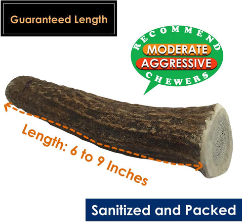 Elk Antler Chews for Dogs - Naturally Shed USA Collected A-Grade Premium Elk Antler Dog Chews, Single Pack Large Whole
