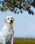 Lynxking Dog Training Leash Slip Lead - Strong Heavy Duty Braided No Pull, 5, 6, 8 FT