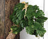 WOLEDOE 2Pack Reptile Fake Plants for Terrarium, Snake Tank Accessories, Habitat Decor Artificial Hanging Plants