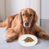 Ceramic Cat Bowls, Shallow Dog Bowls, Whisker Stress Cat Dishes, Stainless Steel White Puppy Food Ceramics