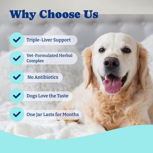 Immune 120 Count Milk Thistle Liver Support Chews for Dogs Soft Chews with NAC, Curcumin, Choline & Dandelion Supports