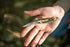Uncle Henry Next Gen Staglon 807UHCP JR Folding Knife, 3-Blade with Staglon Handle