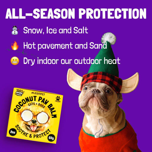 Coconut Paw Balm for Dogs by legitpet for Pet Care
