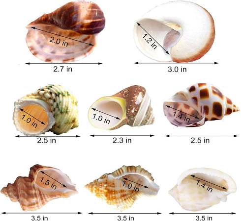 8PCS Hermit Crab Shells Medium to Large Growth Turbo Seashells 1"-2" Openning Size Natural Decoration Supplies
