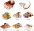 8PCS Hermit Crab Shells Medium to Large Growth Turbo Seashells 1"-2" Openning Size Natural Decoration Supplies