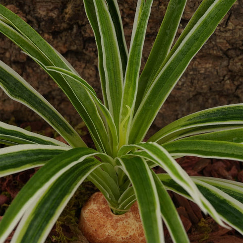 WOLEDOE Artificial Spider Plants, Reptile Terrarium Decor, Bearded Dragon Tank Accessories fit Crested Gecko Leopard