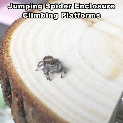3 Pack Jumping Spider Enclosure Climbing Platforms, Magnetic Jumping Spider Wooden Ledge Ladder, Jumping Spider