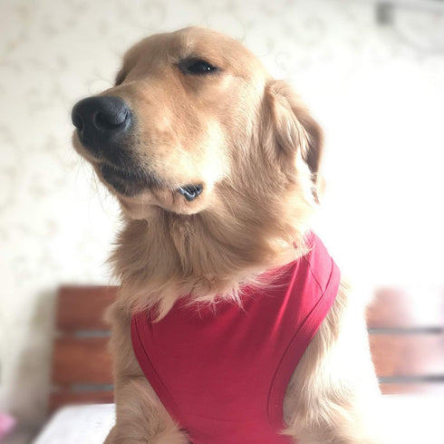 2019 Pet Clothes Dog Clothing Blank T-Shirt Tanks for Small Medium Large Dogs | 100% Cotton Summer Vest, Classic Red