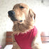 2019 Pet Clothes Dog Clothing Blank T-Shirt Tanks for Small Medium Large Dogs | 100% Cotton Summer Vest, Classic Red