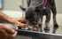 Dr. Jeff Werber Body Boost Multivitamin for Dogs - Heart Shaped Soft Chews with Omega Fatty Acids, 60 ct.