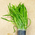 PLANTEREST BUY2GET1FREE Micro Sword Lilaeopsis Novaezelandiae Bundle Live Aquarium Plant Decorations