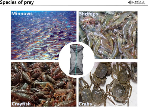 2PCS 1PCS or Crab Trap Fish Trap Minnow Trap Lobster Trap Crab Pot net Traps Crab Snare; Crawfish Catfish Shrimp Bait