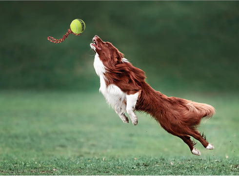 PetSport Fling Thing, Dog Tennis Ball Rope, 12 Inch, Heavy Duty Webbing, Non-Toxic