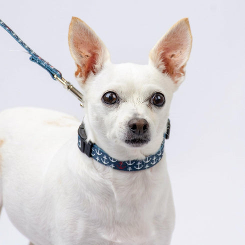 Country Brook Petz Deluxe Dog Collar - Premium Polyester for Durability, Comfort & Style, Large Anchors Away