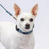 Country Brook Petz Deluxe Dog Collar - Premium Polyester for Durability, Comfort & Style, Large Anchors Away