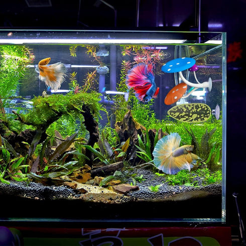 5 pcs Betta Mushroom Hammock + Leaf Pads - Fish Tank Silicone Soft Aquarium Playing Pads with Suction Cup Decorations
