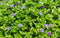 kmb_seeds 15 Bacopa Amplexicaulis Water Hyssop Lemon Bacopa Freshwater Live Plants Beautiful Fresh