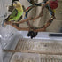 PINVNBY Natural Parrot Perch Bird Stand Pole, 2PCS Wild Grape Stick for Small Lovebirds Budgies Cockatiels