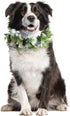 Dog Wedding Flower Collar, Flower Crown for Weddings, Rose Flower Crown, Pet Photo Prop for Cats and Dogs