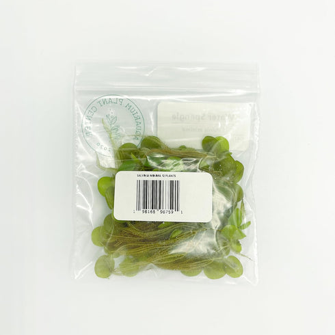 Aquarium Plant Center (12 60+ Water Spangle, Salvinia Minima, Live Aquarium/Aquatic/Freshwater/Floating/Pond