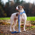 Soft Leather Bowtie Dog Collar, Adjustable Cute Bow Tie Collar with Stylish Rose Gold Heavy Duty Metal Buckle for Dogs
