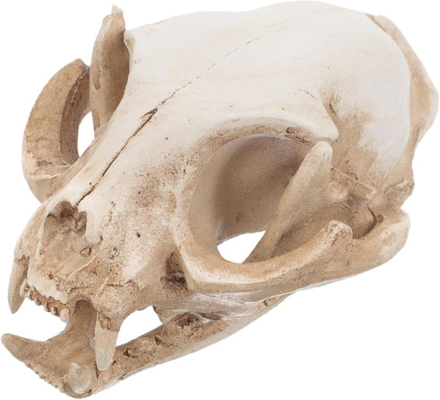 Amosfun Halloween Animal Skeleton - Scary Resin Cat Skull Model for Aquarium Fish Tank Decoration