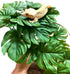 2Pack Woyrise Reptile Plants for Terrarium, Artificial Hanging Plants with Suction Cups, Amphibian Tank Habitat Decor
