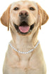 Halukakah ELITE Dog Collar Diamond Tennis Chain - Platinum Plated, 6MM Thick, Size 20" with Designer Goldfoil Giftbox