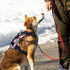 Demigreat Service Dog Harness, Reflective Vest with 5 PCS Patches, Adjustable Soft Oxford Harness for Easy Control