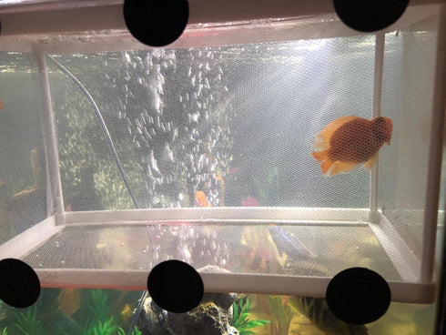 Large Breeder Net for Fish Tank, Fish Hatchery Separation Net Mesh with Suction Cup