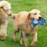 Cute Animals Interactive Squeaky Dog Toy with a Vocal Bladder, Crinkle Paper Stuffed Soft Cotton Chew Toy, Teething