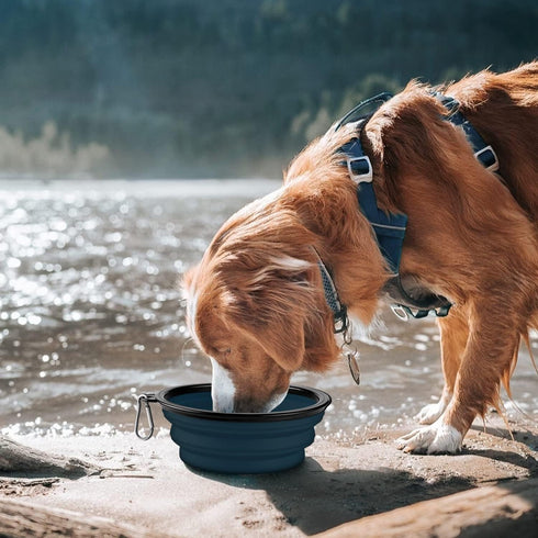 COOYOO Collapsible Dog Bowl, 2 Pack Portable Water Bowls for Cats Dogs with 2 Carabiners for Traveling