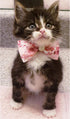 12pcs Pet Bowties Dog Bow Ties with Adjustable Neckties, Glittery Rhinestone Collar for Small Medium Pets