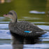 Realistic Mallard Duck Models as Decoys and Ornaments Loved by Hunting Enthusiasts