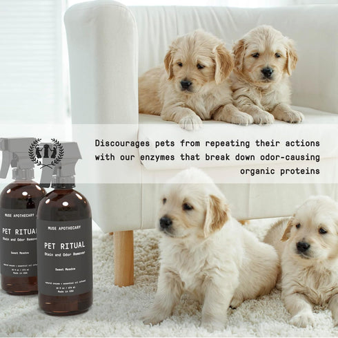 Muse Apothecary Complete Pet Stain and Odor Remover Enzyme Carpet Cleaner - Dog Stain Remover and Odor Neutralizer 16oz
