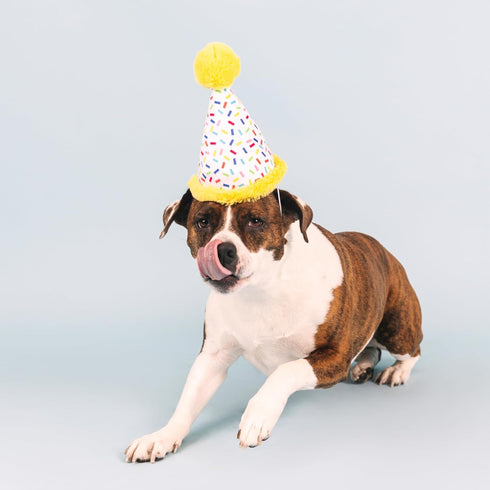 Fringe Studio Plush Dog Toy, Time to Celebrate, Pet Shop Collection (314225)