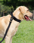 Joytale Tactical Dog Collar with Handle, Heavy Duty Military, Adjustable, for Medium Dogs, Black, M