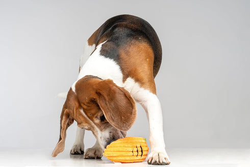 Squeaky Dog Plush Toy, Bite_Stick Collection, 8'', for Small and Medium Dogs (Carrot)