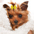 PET SHOW 20 Pairs Big Bowknot Dog Hair Bow Clips with French Barrette for Small, Medium, Large Dogs