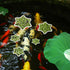 5pcs Aquarium Floating Plant Rings, Foam Flower Shaped Fish Feeding Rings, Duckweed Food Ring for Fish Tank (White)