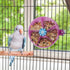 Hypeety Bird Parrot Foraging Toy, Creative Seed Food Ball Rotate Wheel for Parrot, Parakeet & Cockatiel