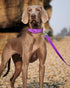 6ft Dog Leash for Small Medium Large Dogs, One-Sided Reflective Nylon, Padded Handle, Purple, 3/4 inch Wide