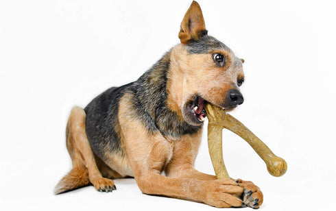 Pet Qwerks Wishbone BarkBone, Nylon Chew Toy for Aggressive Chewers, Peanut Butter Flavor, 8.25"