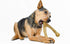 Pet Qwerks Wishbone BarkBone, Nylon Chew Toy for Aggressive Chewers, Peanut Butter Flavor, 8.25"