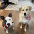 PTDECOR Valentine Dog Bandana, Reversible Triangle Bibs Scarf for Medium Large Dogs (Large)