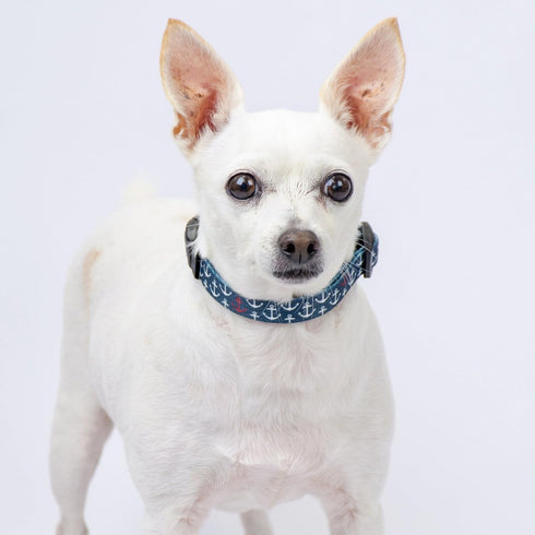 Country Brook Petz Deluxe Dog Collar - Premium Polyester for Durability, Comfort & Style, Large Anchors Away