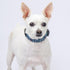 Country Brook Petz Deluxe Dog Collar - Made of Premium Polyester for Durability, Comfort & Style, Medium, Anchors Away